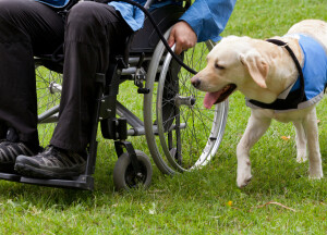 Labrador guide dog and his disabled owner